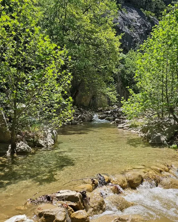 Derin yeşil yapraklarla çevrili, berrak su akışı ve kayalıklar.