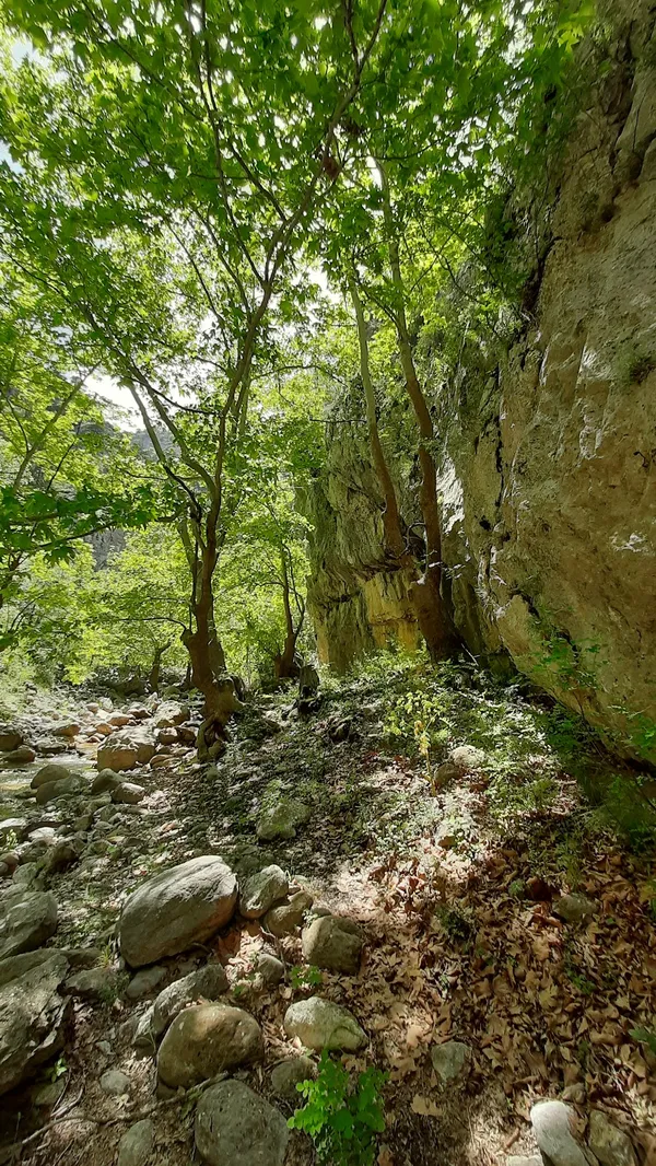 Yoğun ağaçlarla çevrili ormanlık alanda güneş ışığı ve doğal güzellikler.