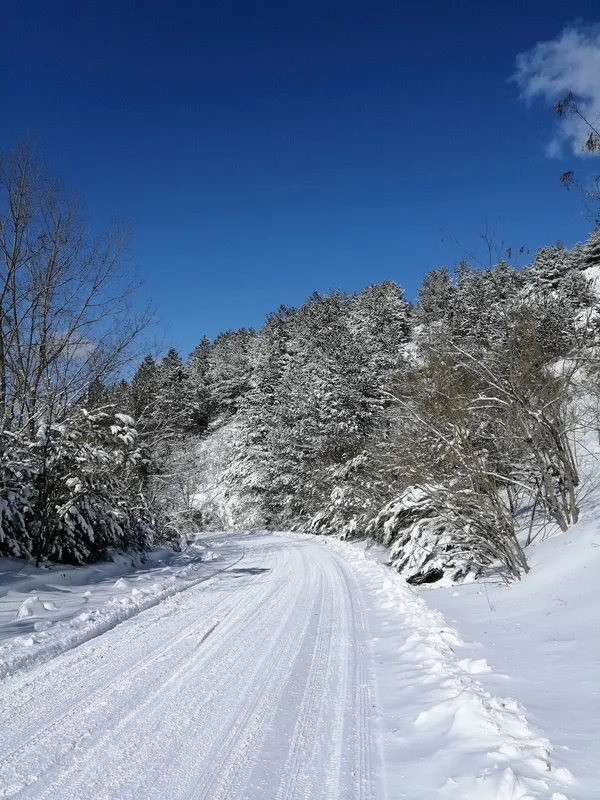 Karla kaplı bir yolda ilerleyen doğal manzara; çevresinde beyaz çam ağaçları ve açık mavi gökyüzü.