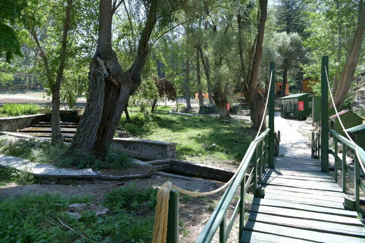 Milas Mesireliği'nde Huzurlu Yürüyüş - Ahşap Köprü ve Yeşil Yol Yeşil ağaçlar arasında bir ahşap köprü ve doğal yürüyüş yolu