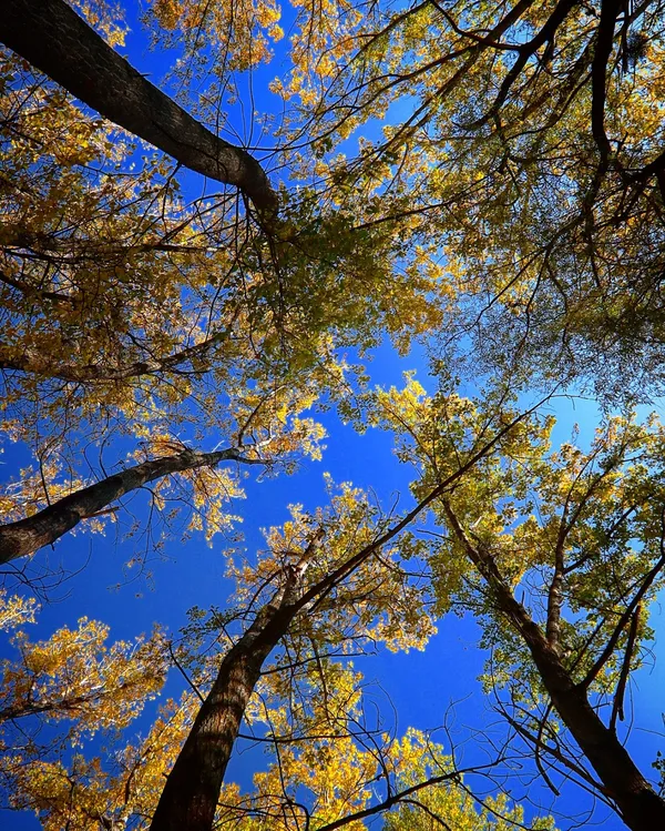 Yukarıdan çekilmiş sonbahar ağaçları, sarı ve yeşil yapraklarla dolu.
