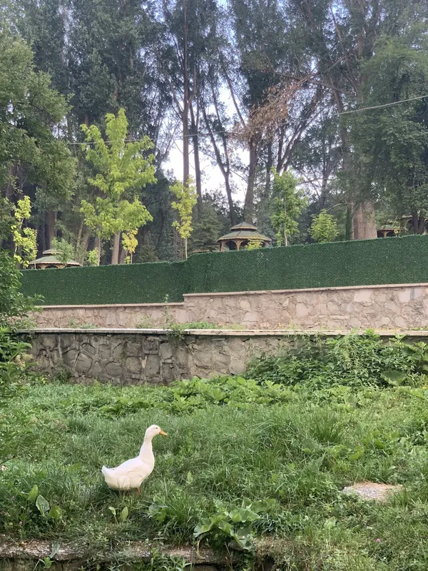Yeşil alanda dolaşan beyaz ördek, arka planda yüksek ağaçlar ve çardaklar ile huzurlu bir atmosfer sunuyor.