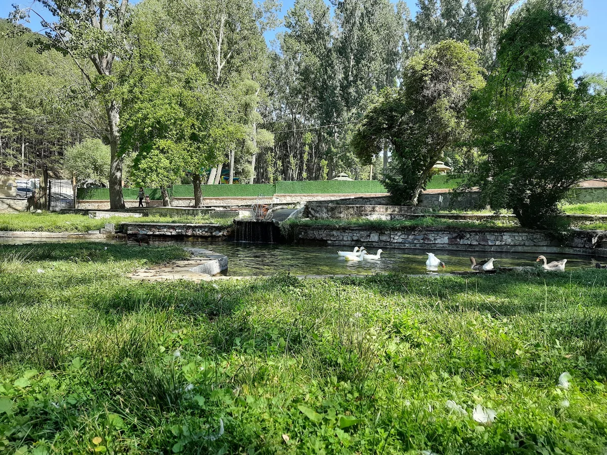Yemyeşil ağaçlarla çevrili park alanında ördekler yüzüyor.