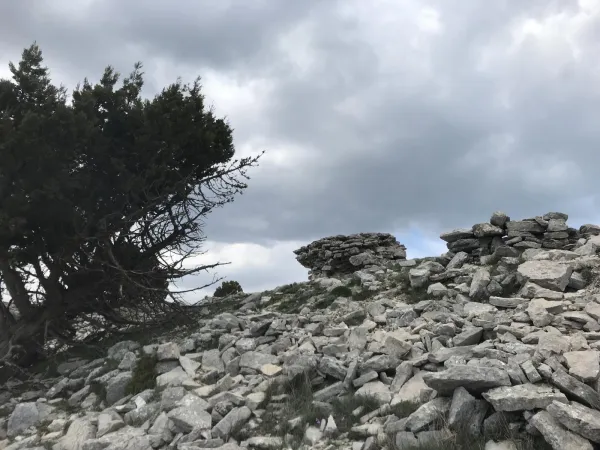 Taşlarla dolu arazide eğilmiş bir ağaç ve taş yığınları görünmekte.