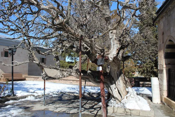Kuru ve kıvrımlı dallara sahip büyük bir ağaç, arka planda taş yapı ve kar birikintileriyle doğal bir alan.