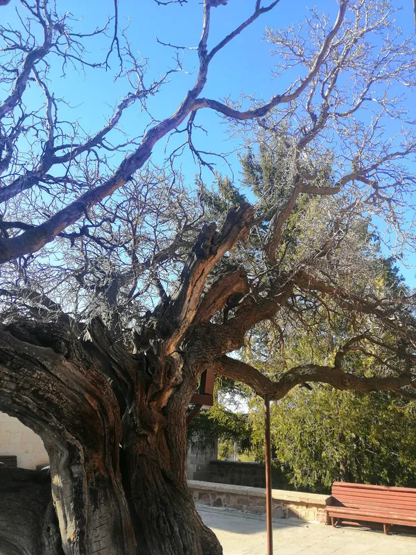 Büyük, kıvrımlı dallara sahip yaşlı bir ağaç ve yanında dinlenmek için bir bank.