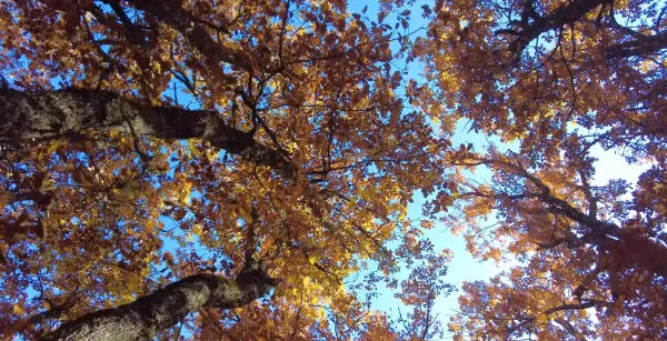 Sonbahar renkleriyle dolu ağaçların canlı yaprakları ve mavi gökyüzü