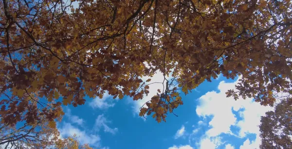 Ağaç dalları arasında sarı ve turuncu yapraklar, mavi gökyüzü ve beyaz bulutlar görünmekte.