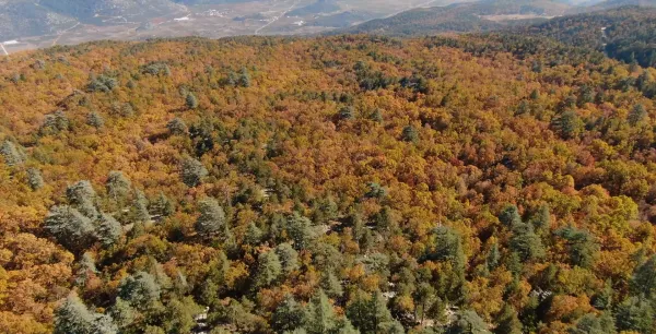 Sonbahar ormanı, sarı, turuncu ve yeşil yapraklarla dolu, dağlık arka planı olan geniş bir manzara.