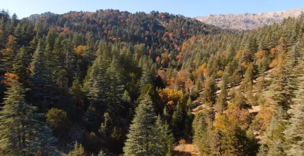 Yemyeşil ağaçlarla kaplı dağ manzarasında sonbahar renkleri