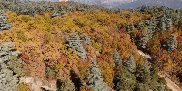 Sonbahar renkleriyle kaplı orman manzarası, uzakta dağ silüetleri ve mavi gökyüzü