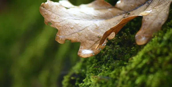 Kuru yaprak üzerinde su damlacıkları, yeşil yosun zemin ve doğal atmosfer