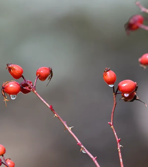 Kırmızı meyveler ve su damlacıklarıyla bezeli ince dallar