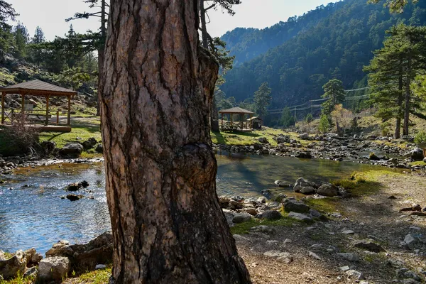 Büyük bir ağaç, dalgalı su kenarı ve ağaçlarla kaplı dağlar görünmekte.
