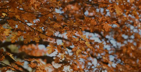 Sonbahar yapraklarıyla dolu bir kasnak meşesi dalı, arka planda bulanık gökyüzüyle birlikte görüntülendi.