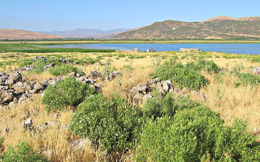 Açık sarı otlarla kaplı arazi, yeşil bitkiler ve sakin göl manzarası