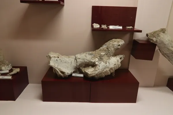 Yalvaç Müzesi'nde sergilenen büyük ve küçük fosil kalıntıları, koyu kırmızı raflar üzerinde düzenli bir şekilde yer almakta.