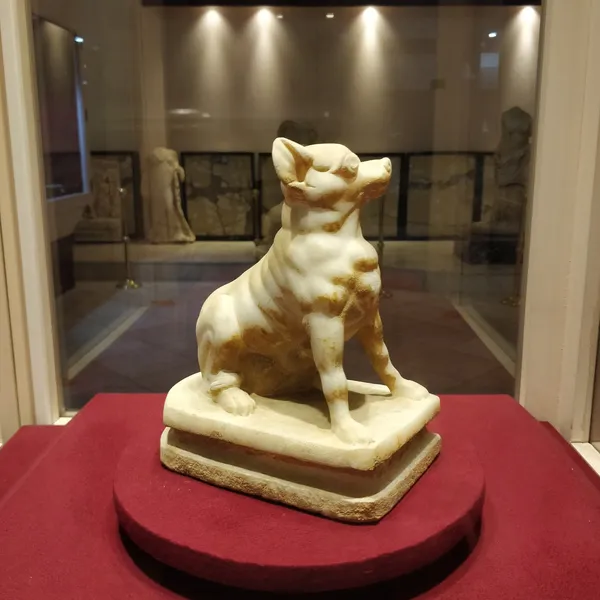 Müzede oturan bir mermer köpek heykeli, dikkatli bir şekilde ileriye bakıyor.