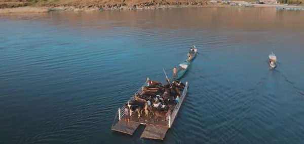 Beyşehir Gölü'nde yüzen platformda inekler ve insanlar, huzurlu bir doğal manzara eşliğinde.