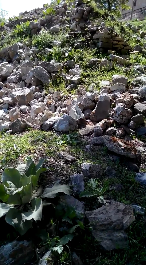 Taşlarla kaplı zemin, yeşil bitkiler ve büyük yapraklı bitki ile doğal bir alan