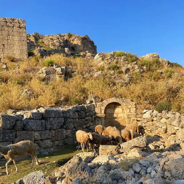 Tarihi taş yapıların arasında otlayan koyunlar ve sarp kayalıklar