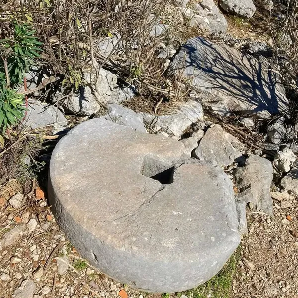 Büyük taş değirmen taşı, etrafında bitkiler ve gölgelerle doğal ortamda